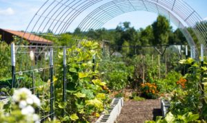 Growing your own food for cost savings and HEALTH!